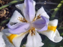 Dietes grandiflora writhing flower